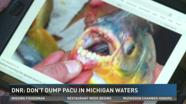 Fish with teeth swimming in Michigan lakes and rivers | wzzm13.com
